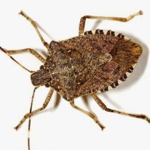 Picture of a stink bug.