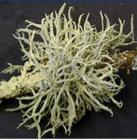 squamulose lichen